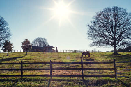 rural landscape farm horse spring sunsetの写真素材