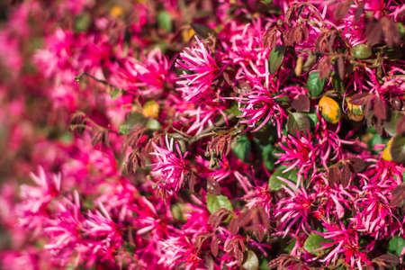Pink beautiful flowers on ornamental shrubs in spring. Pink Hamamelidaceae (Loropetalum)の写真素材