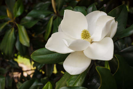 Flower of the Magnolia grandiflora, the Southern magnolia or bull bay, tree of the family Magnoliaceaeの写真素材