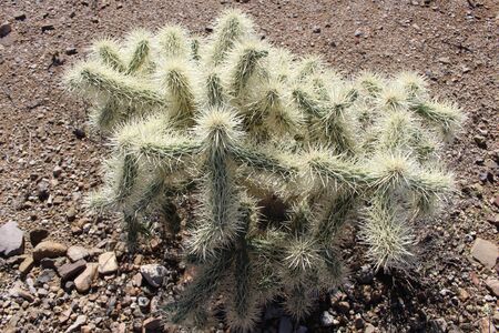 Sonoran Desert Cactusのeditorial素材