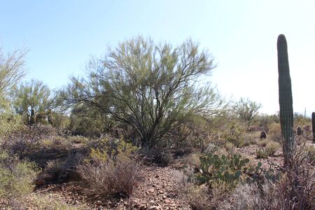 Sonoran Desertのeditorial素材