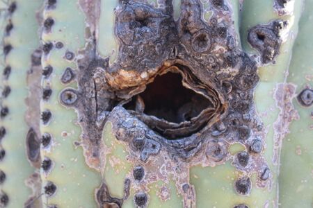 Sonoran Desertのeditorial素材