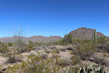 Sonoran Desertのeditorial素材