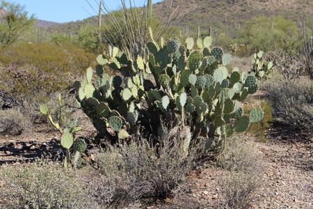 Sonoran Desertのeditorial素材