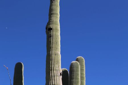 Sonoran Desert Cactusのeditorial素材