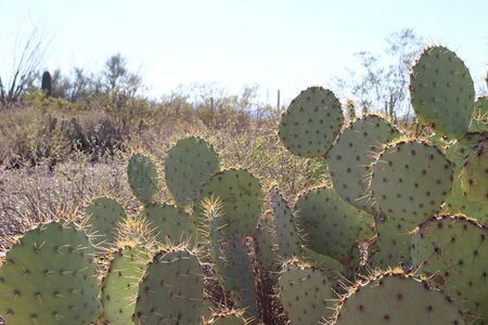 Sonoran Desert Cactusのeditorial素材