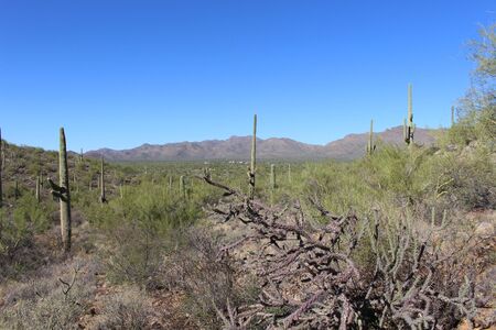 Sonoran Desertのeditorial素材