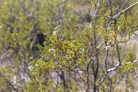 Sonoran Desertのeditorial素材