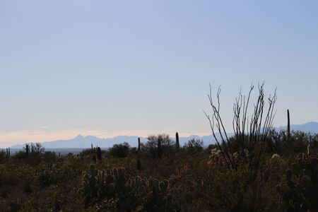 Sonoran Desertのeditorial素材