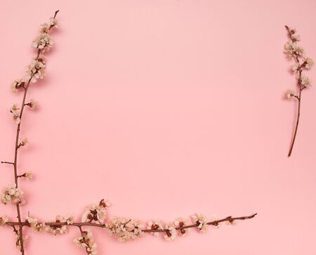 apricot branches with white flowers on a pink background for design and place for textの写真素材