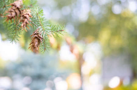 Summer light blurred bokeh background. With a spruce branch and a pine cone.の写真素材