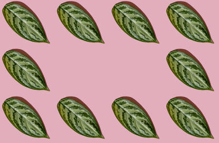Green leaves on a pink background. Place for text. Natural design. Natural layout.の写真素材
