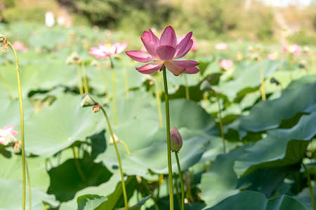 Pink water lotus flower. In summer it grows on the lake. Close-up.の写真素材
