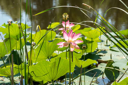 Pink water lotus flower. In summer it grows on the lake. Beautiful view.の写真素材
