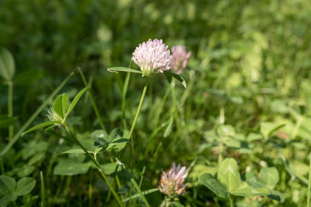 Pink clover flower. Green leaves. Close-up. Outside.の写真素材