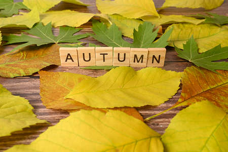 Autumn leaves lie on a wooden surface. Wooden letters with the word Autumn. Close-up.の写真素材