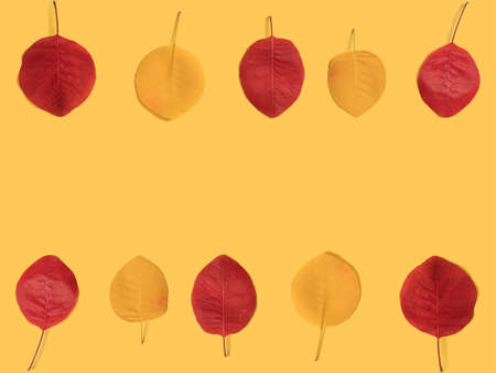 Autumn leaf on a yellow background. In the form of a frame. Autumn concept. Frame for design.の写真素材
