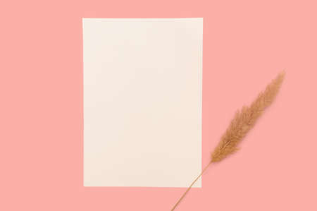 White layout with dry lagurus. postcard layout. Minimalistic design on a pink background.