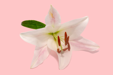 White lily flower close-up on a pink background. A beautiful plant.の写真素材