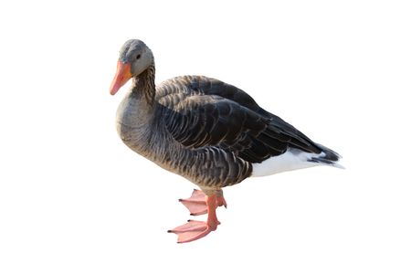 The duck in the white background.の写真素材