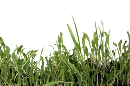 Green grass in the white backgroundの写真素材
