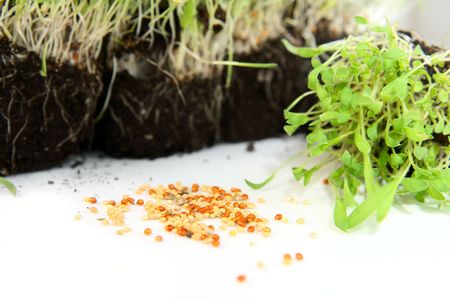 Transplant seedlings and seeds in the white background.