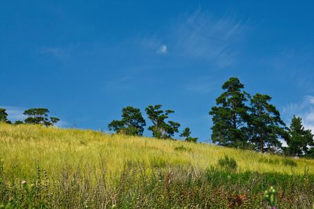 July landscape with pines against the sky