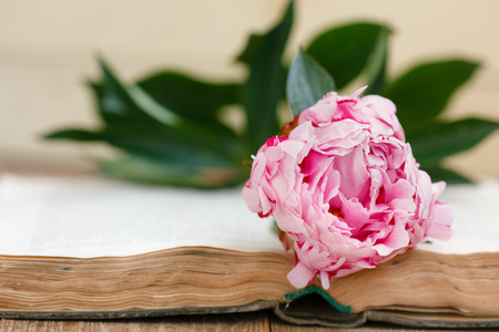 Pink peony and open book on an old wooden table