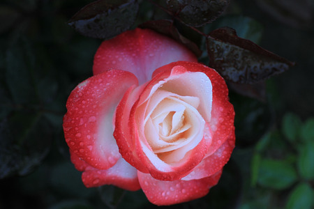 Fine beautiful gentle roseの写真素材