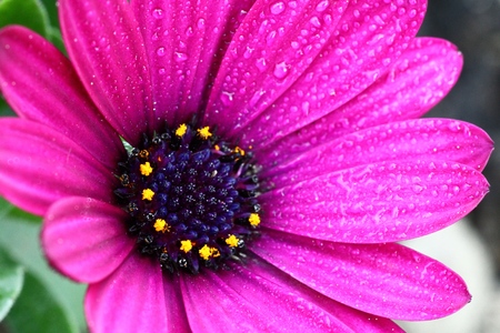 Extreme Close Up of Purple Osteospermum flowerの写真素材