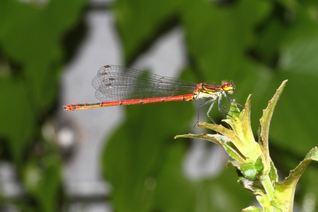 A red dragonfly at restの写真素材