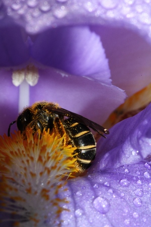 Bee collecting nectar from iris flowerの写真素材