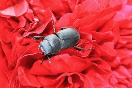 Lesser stag beetle Dorcus parallelipipedus on peony flowers. Macroの写真素材