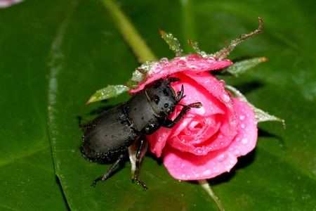 Lesser stag beetle Dorcus parallelipipedus on rose flowers. Macroの写真素材