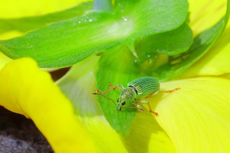 Green bug sits on heartsease Green Immigrant Weevilの写真素材