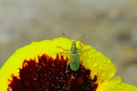 Green bug sits on heartsease Green Immigrant Weevilの写真素材