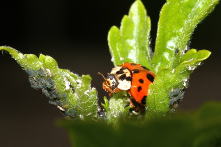 Ladybird attacking Aphids on the endangered plantの写真素材