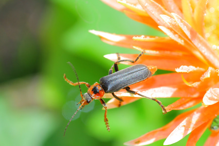 Cantharis fusca soldier beetle macro.の写真素材
