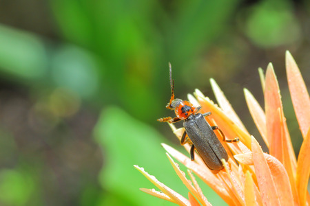 Cantharis fusca soldier beetle macro.の写真素材