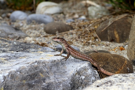 A common wall lizard podarcis muralis basking in the sun.の写真素材