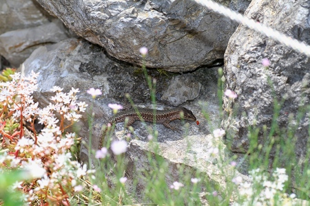 A common wall lizard podarcis muralis basking in the sun.の写真素材