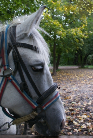 white horseの写真素材