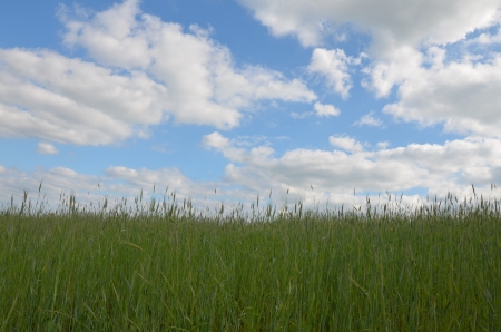 fieldの写真素材