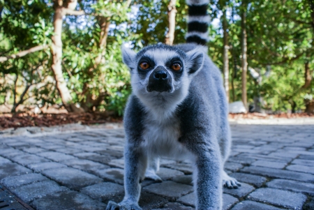 Lemur is looking at the camers  The clade of strepsirrhine primates endemic to the island of...
