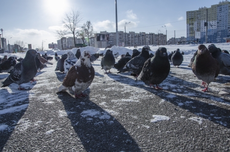 Grey and Brown Pigeons in the City in Winterの写真素材