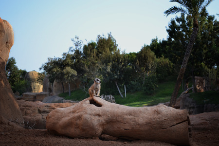 One Animal Meerkat sitting on the Log in the Zooの写真素材