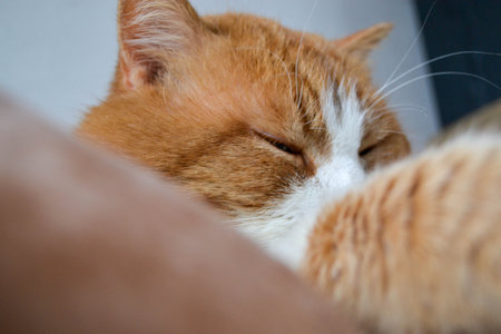 Red cat with white spots sleepy. The close up view of relax red cat. Cat paw close up. Domestic pet...