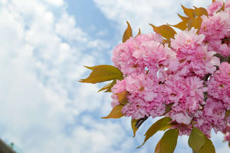 Beautiful Pink Sakura flowers, cherry blossom during springtime against blue sky, toned image with...