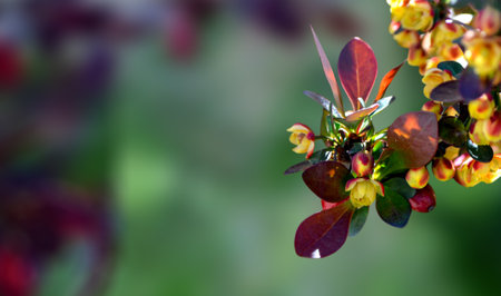 Macro inflorescences of barberry Berberis thunbergii with yellow flowersBeauty In Nature Growth...
