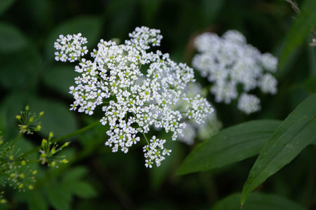 Ajwain, ajowan Trachyspermum ammi - a white field flower against a background of greenery . High...